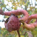 Agallas (Pistacia terebinthus) (2)